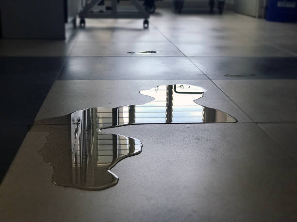 Best Carpet water damage restoration  in Morrison, IL